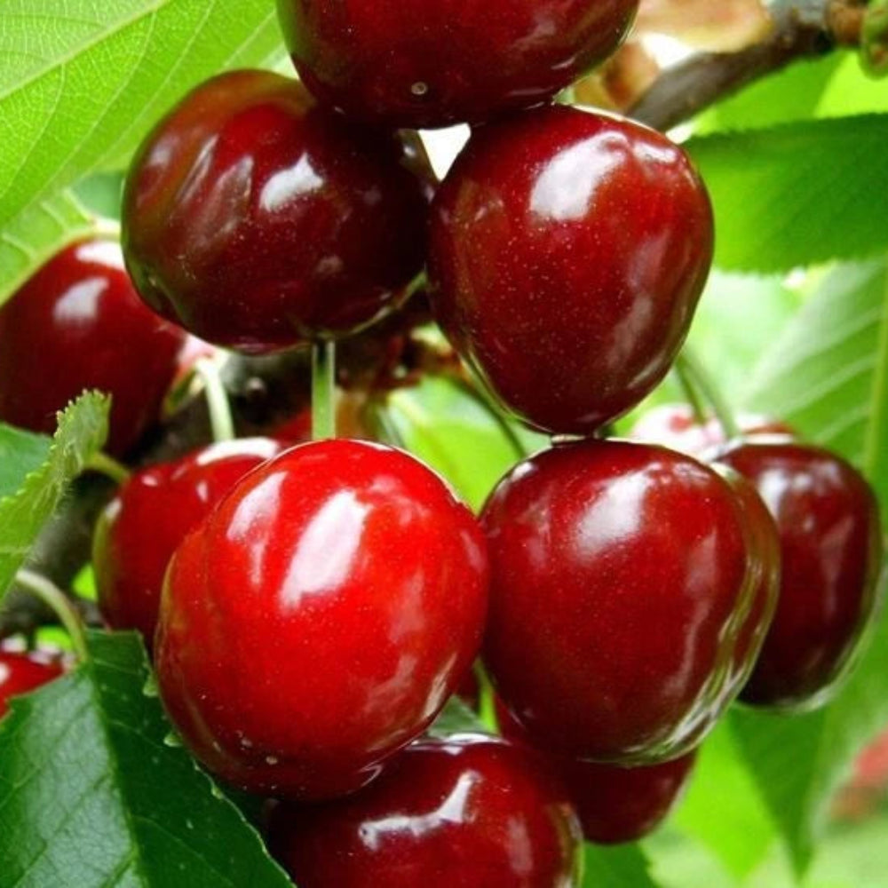 CILIEGIO -  Prunus avium