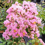 Carica immagine nel visualizzatore Galleria, LAGERSTROEMIA INDICA ROSA CHOCTAW
