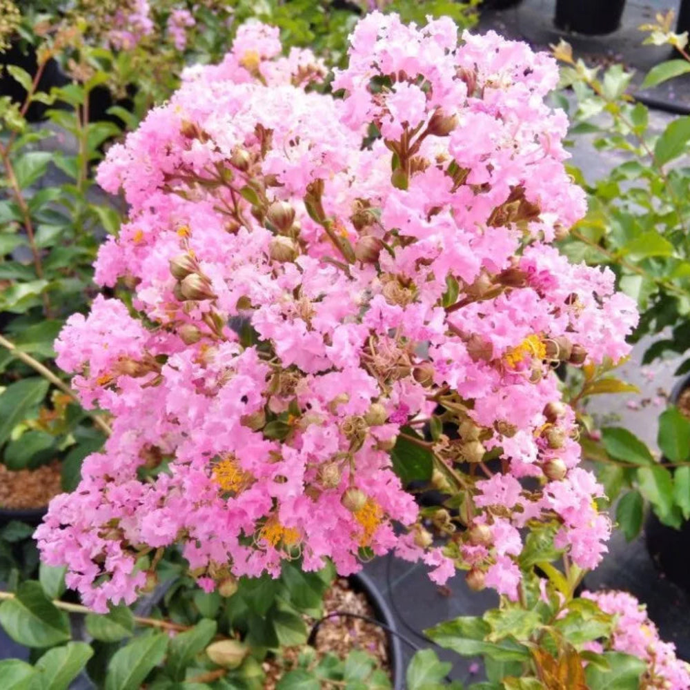 LAGERSTROEMIA INDICA ROSA CHOCTAW