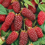 Carica immagine nel visualizzatore Galleria, TAYBERRY - Rubus fruticosus × Rubus idaeus

