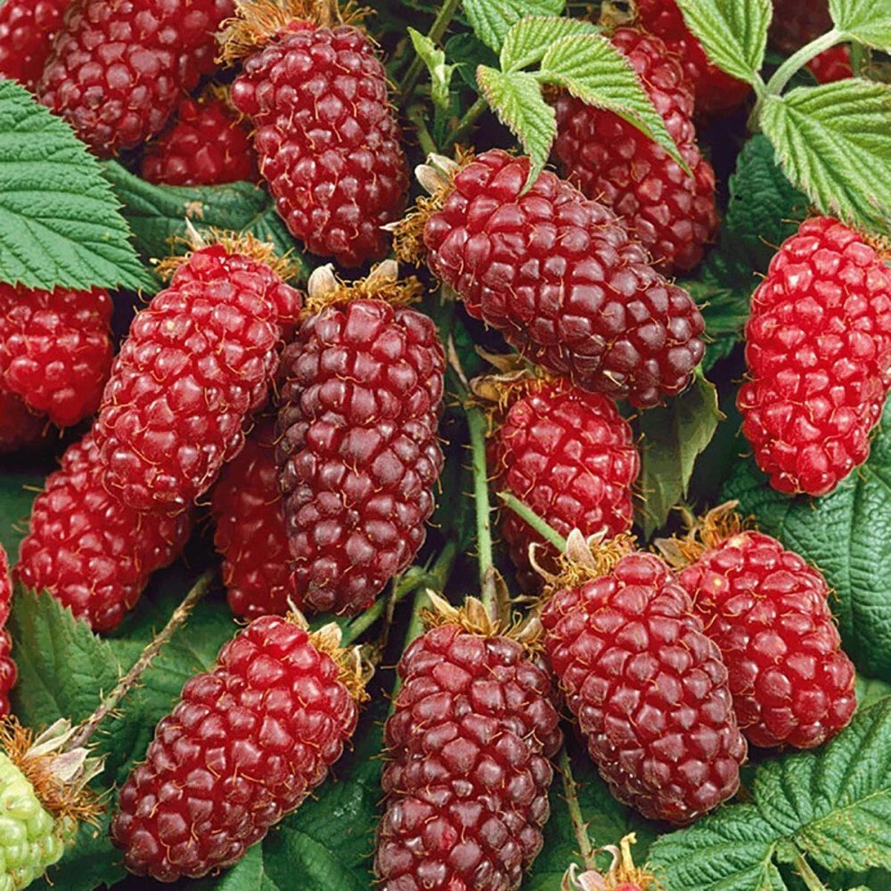 TAYBERRY - Rubus fruticosus × Rubus idaeus