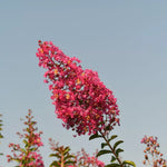 Carica immagine nel visualizzatore Galleria, LAGERSTROEMIA INDICA FUCSIA LIE DE VIN
