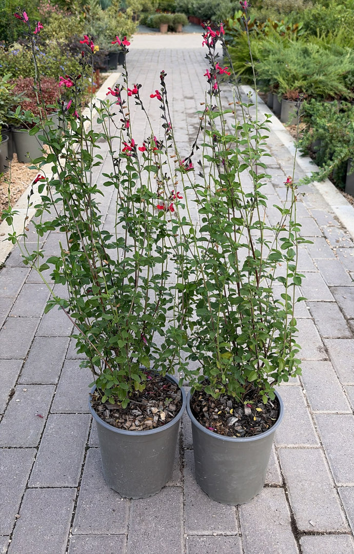 SALVIA MICROPHYLLA V.19