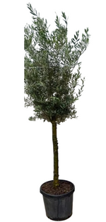 Carica immagine nel visualizzatore Galleria, ULIVO PERANZANA ORNAMENTALE -  Olea europaea ‘Peranzana’
