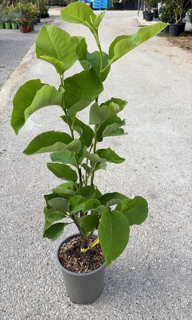 MAGNOLIA ‘YELLOW BIRD’ v.1939